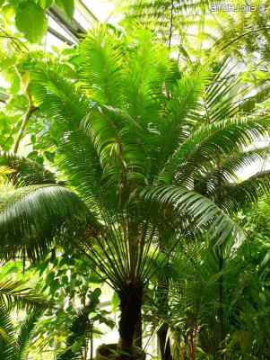 Cycas javana