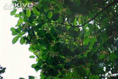 Keruing Dipterocarpus costulatus