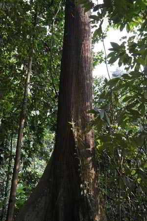 Merawan Hopea beccariana