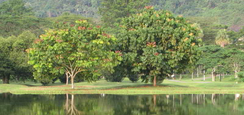 Pohon Dehaasia