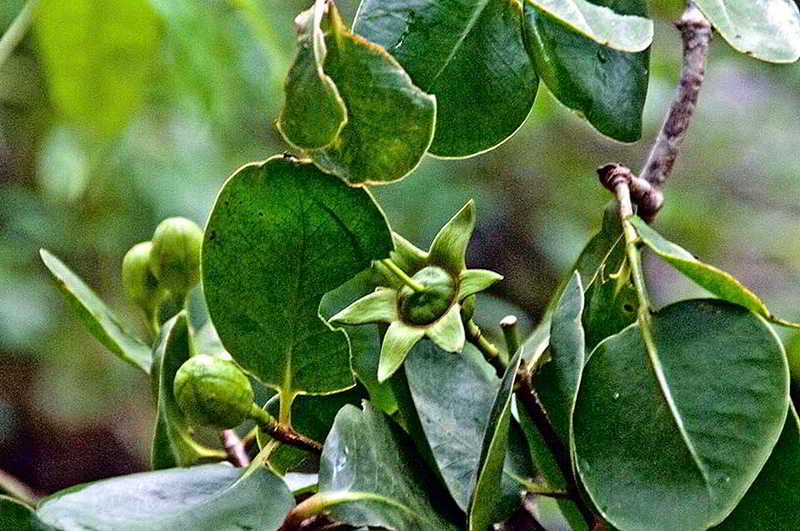 Sonneratia griffithii