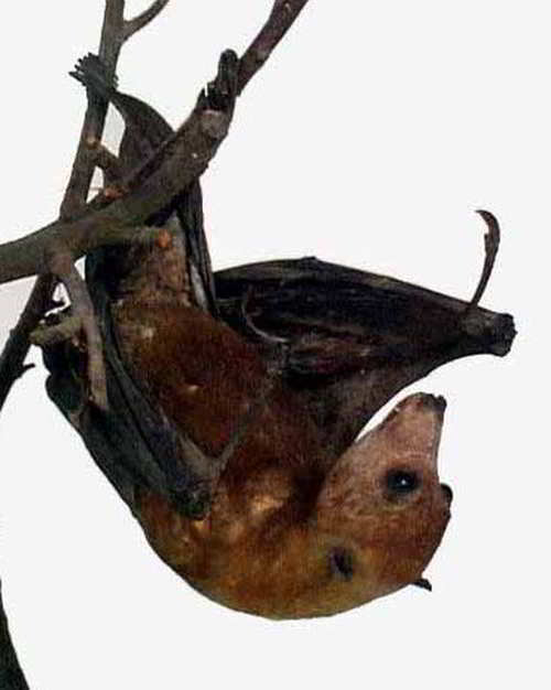 Kalong Awab Pteropus melanopogon