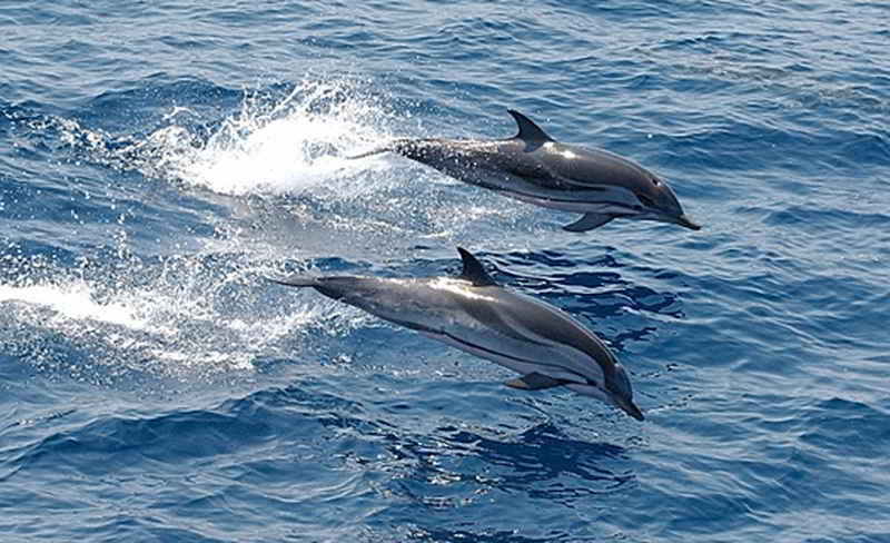 Lumba-Lumba Belang (Stenella coeruleoalba)