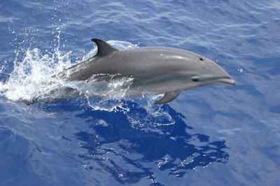 Lumba-lumba Fraser (Lagenodelphis hosei)