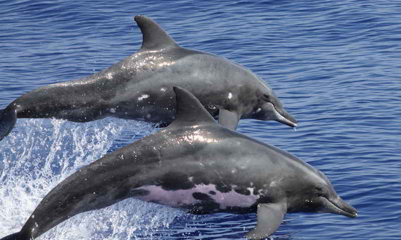 Lumba-lumba Gigi Kasar (Steno bredanensis)