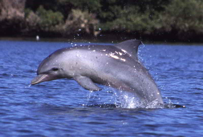 Lumba-lumba Hidung Botol Indo-Pasifik (Tursiops aduncus)