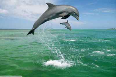 Lumba-lumba Hidung Botol (Tursiops truncatus)