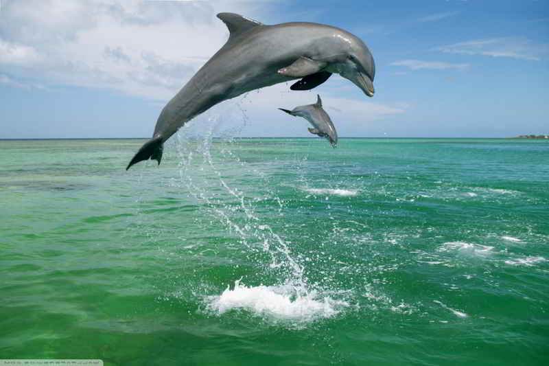 Lumba-lumba Hidung Botol (Tursiops truncatus)