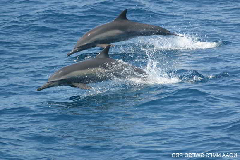 Lumba-lumba Moncong Panjang (Delphinus capensis)