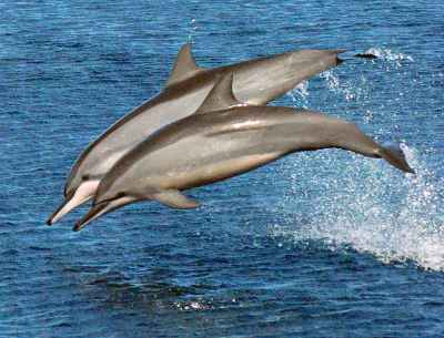 Lumba-lumba Pemintal (Stenella longirostris)