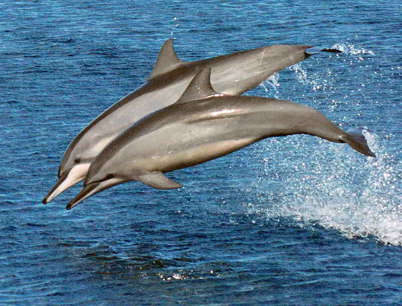 Lumba-lumba Pemintal (Stenella longirostris)