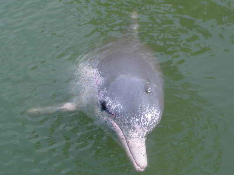 Lumba-lumba Punggung Bungkuk Indo-pasifik (Sousa chinensis)