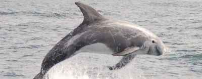 Lumba-lumba Risso (Grampus griseus)