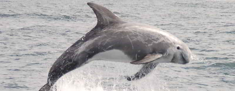 Lumba-lumba Risso (Grampus griseus)