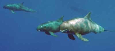 Paus Pembunuh Kerdil (Feresa attenuata)