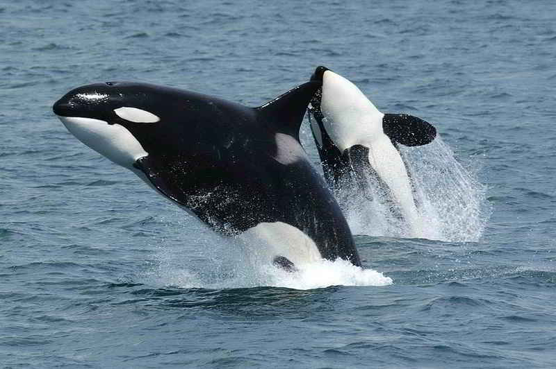 Paus Pembunuh (Orcinus orca)