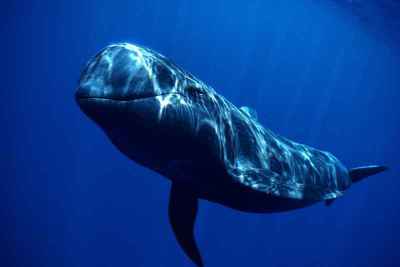 Paus-pilot Sirip-pendek (Globicephala macrorhynchus)