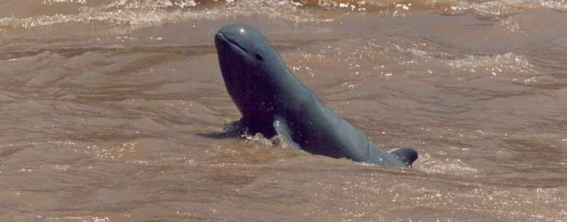 Pesut (Orcaella brevirostris)