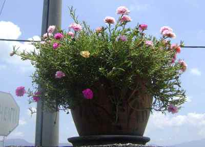 Portulaka (Portulaca grandiflora)