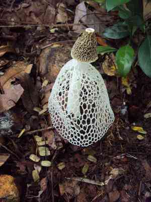 Jamur Tudung Penganting (Phallus indusiatus)
