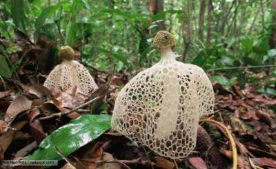 Jamur Tudung Penganting (Phallus indusiatus)