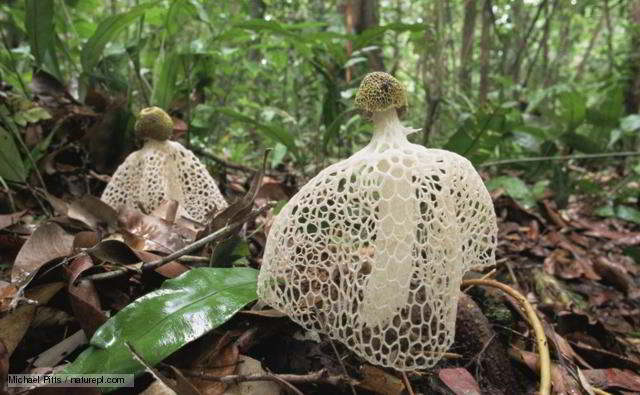 Jamur Tudung Penganting (Phallus indusiatus)