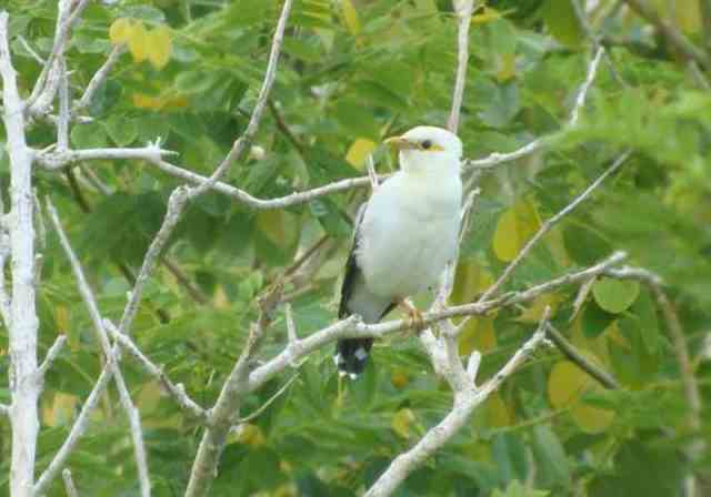 Burung jalak tunggir-abu (Acridotheres tertius)
