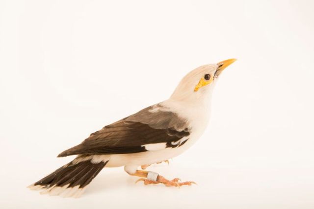 Burung jalak tunggir-abu (Acridotheres tertius)